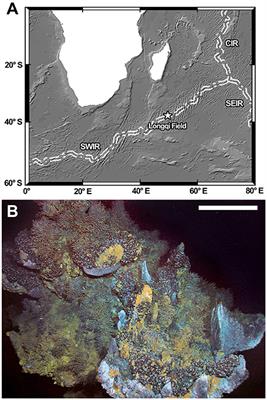 Two New Hot-Vent Peltospirid Snails (Gastropoda: Neomphalina) from Longqi Hydrothermal Field, Southwest Indian Ridge